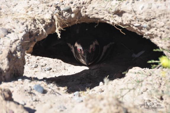 Pinguim de Magalhães em sua toca em praia na Península Valdés, no litoral da  patagônia argentina